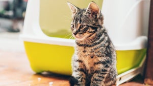 Cat Poop Guide: What should cat poo look like?
