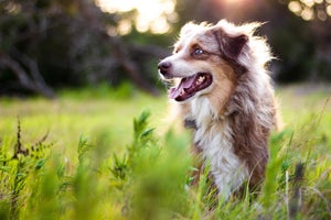 Dog Mites: Recognising and Treating