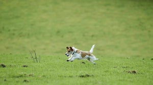Dog Food Intolerances and Allergies