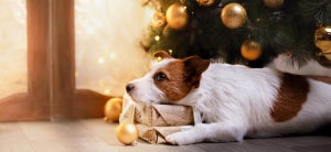 Christmas Foods for your Dog