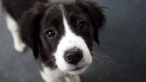 How long can you leave a puppy alone?