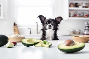 Can dogs eat avocados & why should they be avoided?