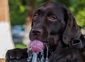 Why is My Dog Drinking So Much Water?