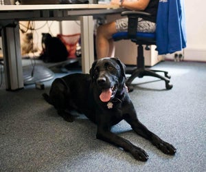 The benefits of office dogs