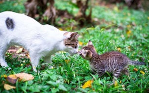 What to do if your cat is pregnant