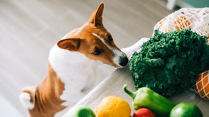Can dogs be vegan