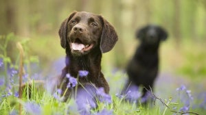 9 Way to Keep Your Dog Healthy and Happy