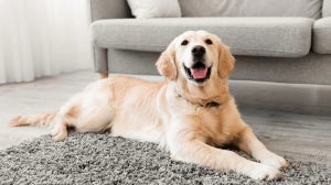 Easiest dog Breeds to Take Care of
