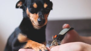 Dog Nail Hygiene: Essential Tips