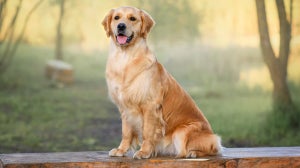 Best Dogs For First Time Owners
