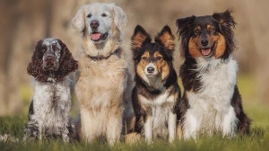 Hundezucht: ein Leitfaden