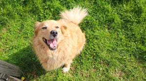 Ist Schweinefleisch schlecht für Hunde?