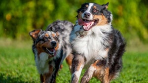 Tipps und Tricks zum richtigen Hunde zusammenführen