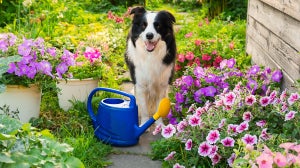 Giftige Pflanzen für Hunde – Lass deinen Hund diese Pflanzen nicht fressen!