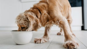 Idealgewicht beim Hund: Tabelle