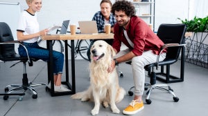 Hunde Im Büro: Die Vorteile
