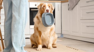 Dürfen Hunde Paprika essen?