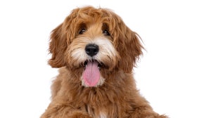 Positive Eigenschaften eines Hundes und 10 Gründe, sich einen Hund anzuschaffen