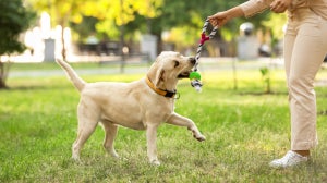 Mit Hunden spielen: Wie man gemeinsam Spaß hat