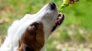 Dürfen Hunde Erbsen fressen?