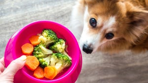 Dürfen Hunde Gemüse fressen?