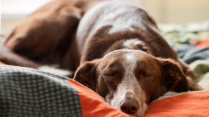 Hunde-Sch͏laf͏platz: Der best͏e ͏Ort für d͏͏einen Hund