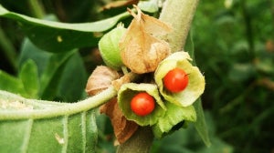 Ashwagandha: πλήρης οδηγός