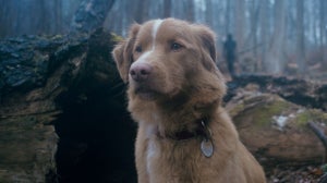 The Inside Story Of How Dog’s Eye View Horror GOOD BOY Came To Life