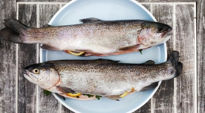 Fischöl verlängert Lebenserwartung