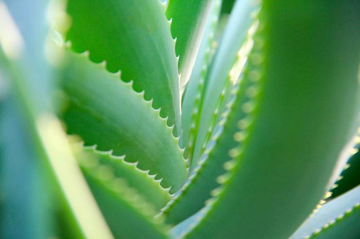 Die Vorteile von Aloe Vera & günstigere Alternativen