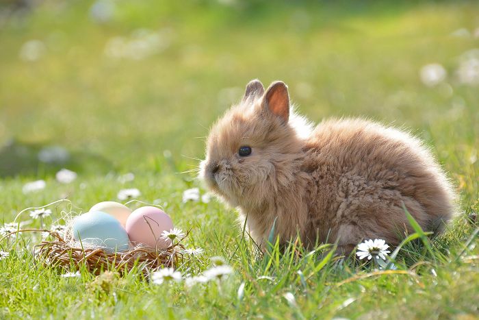 Verabschiede dich an diesem Ostern vom schlechten Gewissen