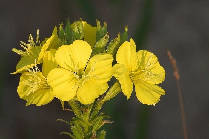 aceite de onagra qué es