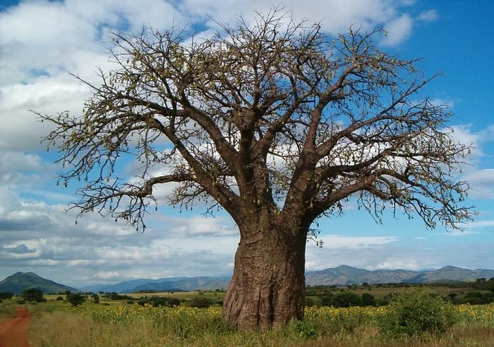 Baobab