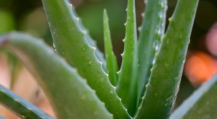 beneficios del aloe vera