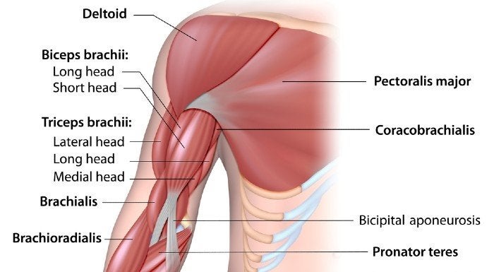 Biceps Brachii Muscle, Anatomy, Function & Location - Lesson