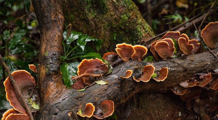 reishi mushrooms