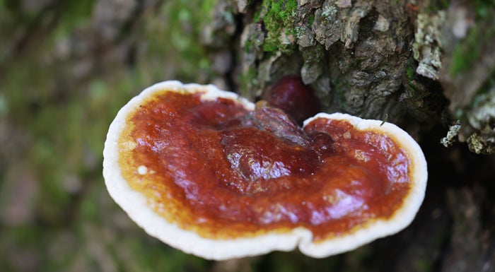 reishi mushrooms