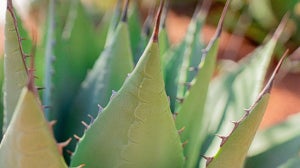 Fördelarna med aloe vera & billigare alternativ som är nutritionistgodkända