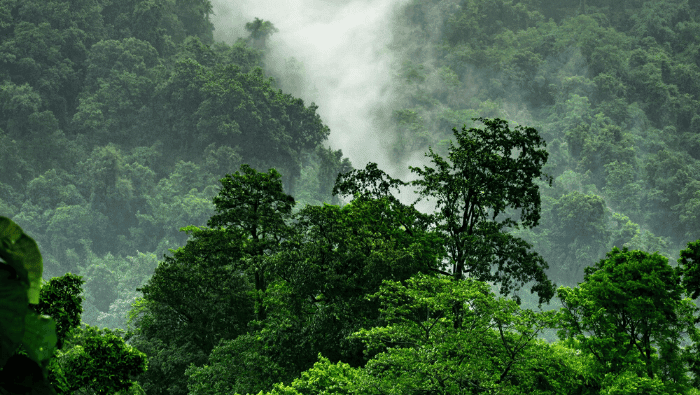 rainforest