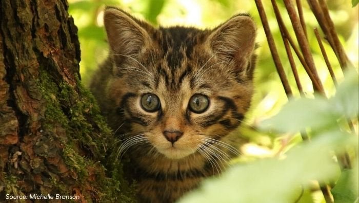 The Scottish Wildcat