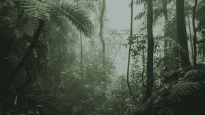 Introducing More:Trees
