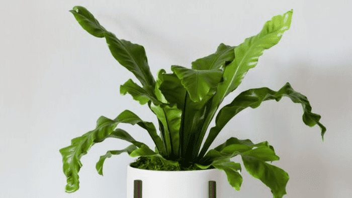 Air-Purifying Plants | Myvegan