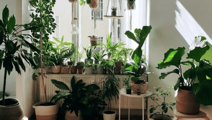 Air-Purifying Plants | Myvegan