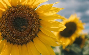 Zonnebloempitten: voedings- en gezondheidsvoordelen