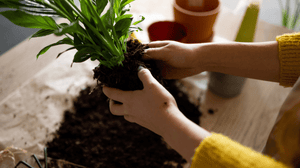 Sustainable Tips: How to Reuse Your Pill Pots