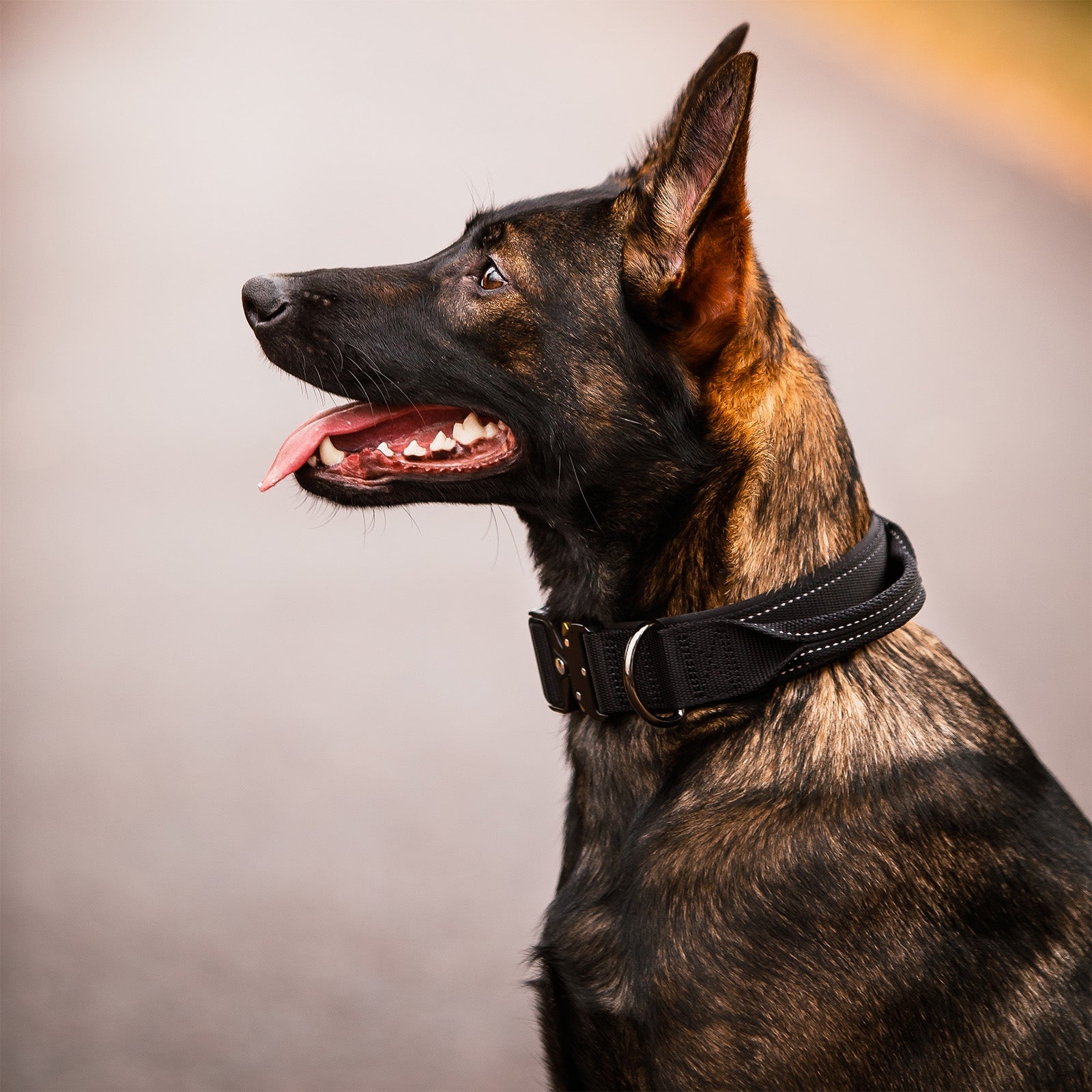 Mission Collar - Black | Rukka Pets US