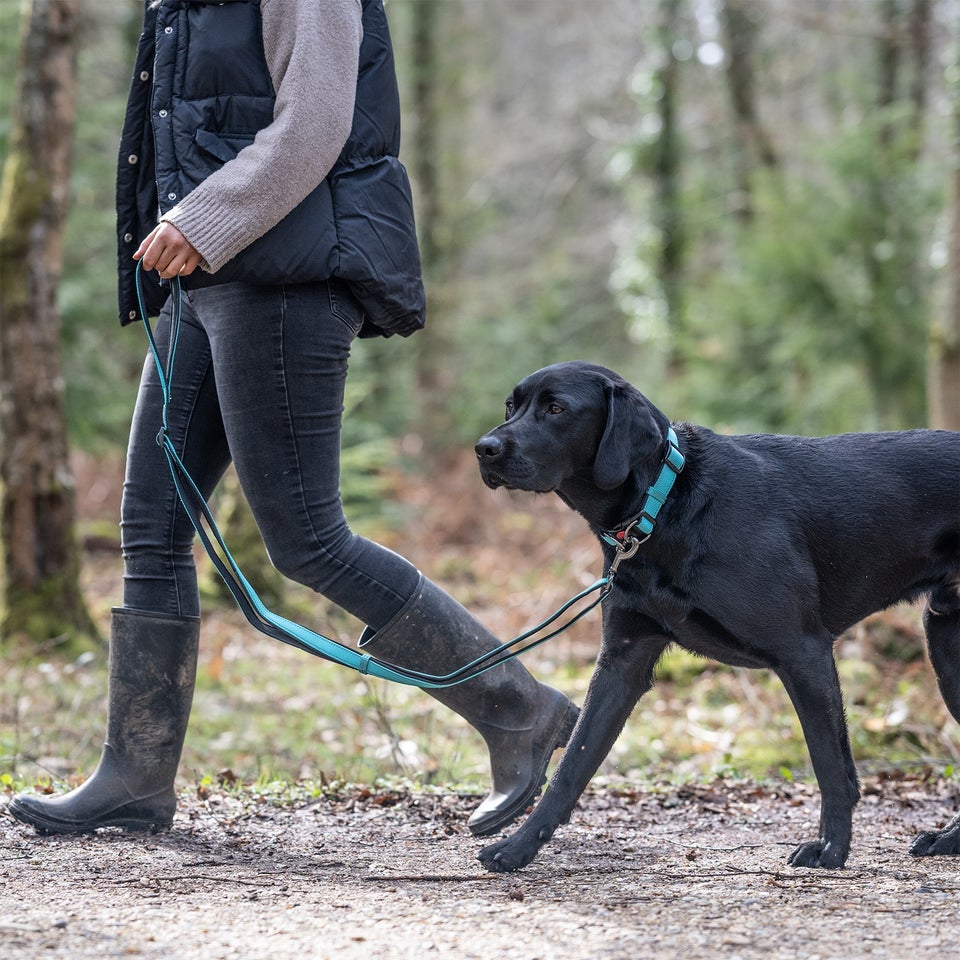 Solid Leash - Turquoise