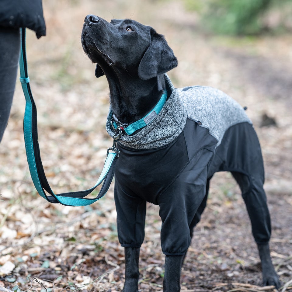 Solid Leash - Turquoise