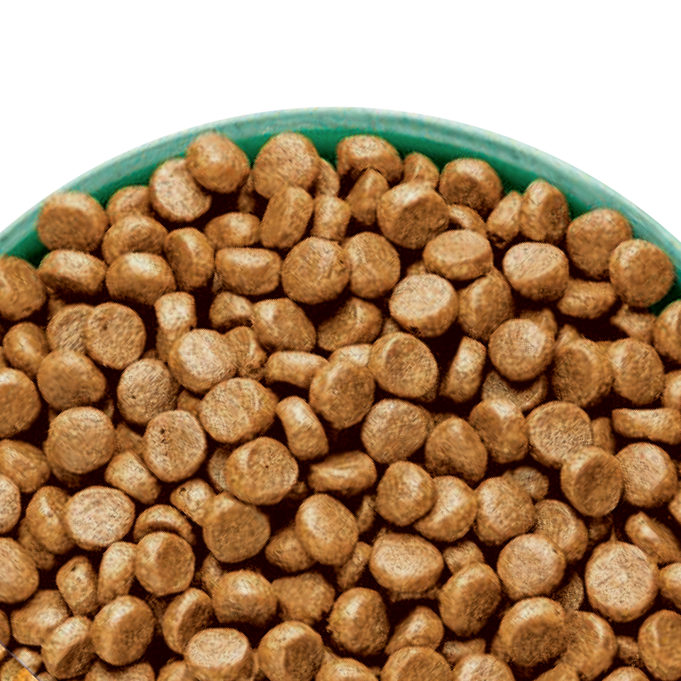 Adult Chicken & Turkey High Protein Dry Cat Food 7kg