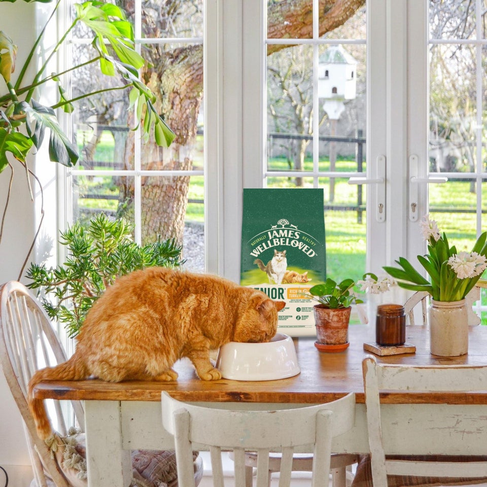 Hipoalergiczna Sucha Karma dla Starszych Kotów Bogata w Indyka